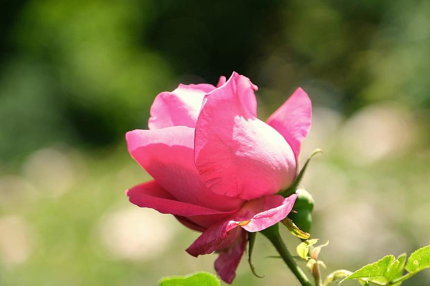 Rosa, flor, Rosa rosada, flor rosa, pétalos, pétalos de rosa, floración, flora, naturaleza, de cerca, pétalo