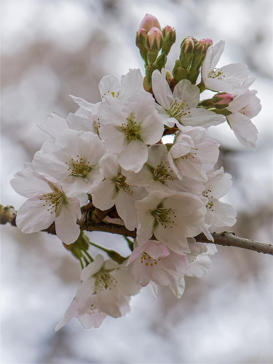 さくら、フラワーズ、桜、白い花びら、花びら、咲く、花、フローラ、春の花、自然、閉じる
