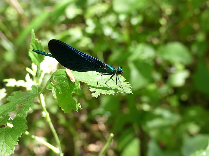 Beautiful Demoiselle, Damselfly, Leaves, Insect, Dragonfly, Zygoptera, Odonata, Plant, Nature, Summer