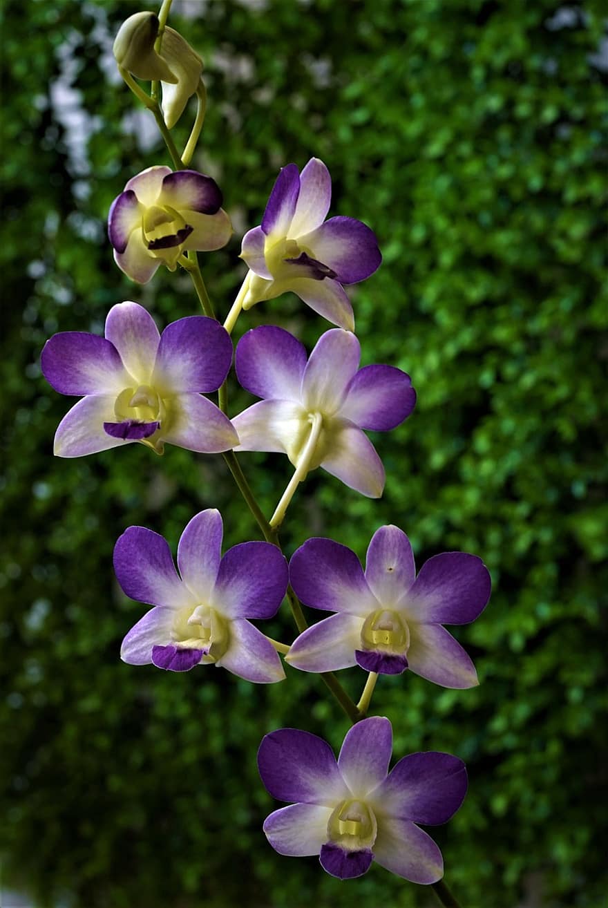 orchidées, fleurs, dendrobiums, pétales, Pétales d'orchidées, Floraison, fleur, flore