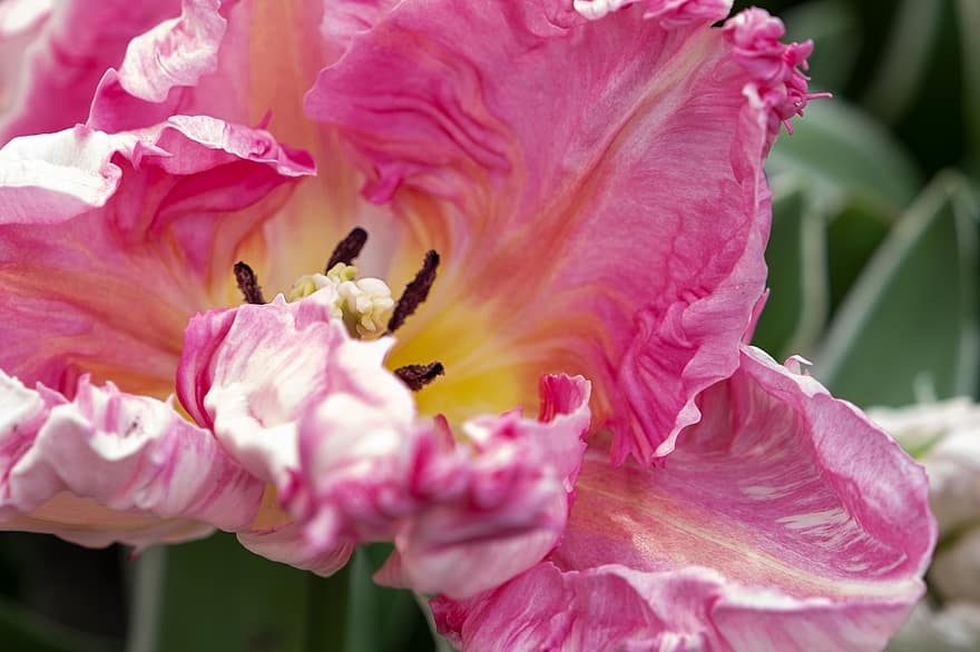 papegøye tulipan, rosa blomst, blomst, blomstre, natur, anlegg, nærbilde
