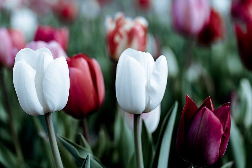 tulipány, květiny, pole, jaro, jarní květiny, tulipán, květ, rostlina, zelená barva, květu hlavy, letní