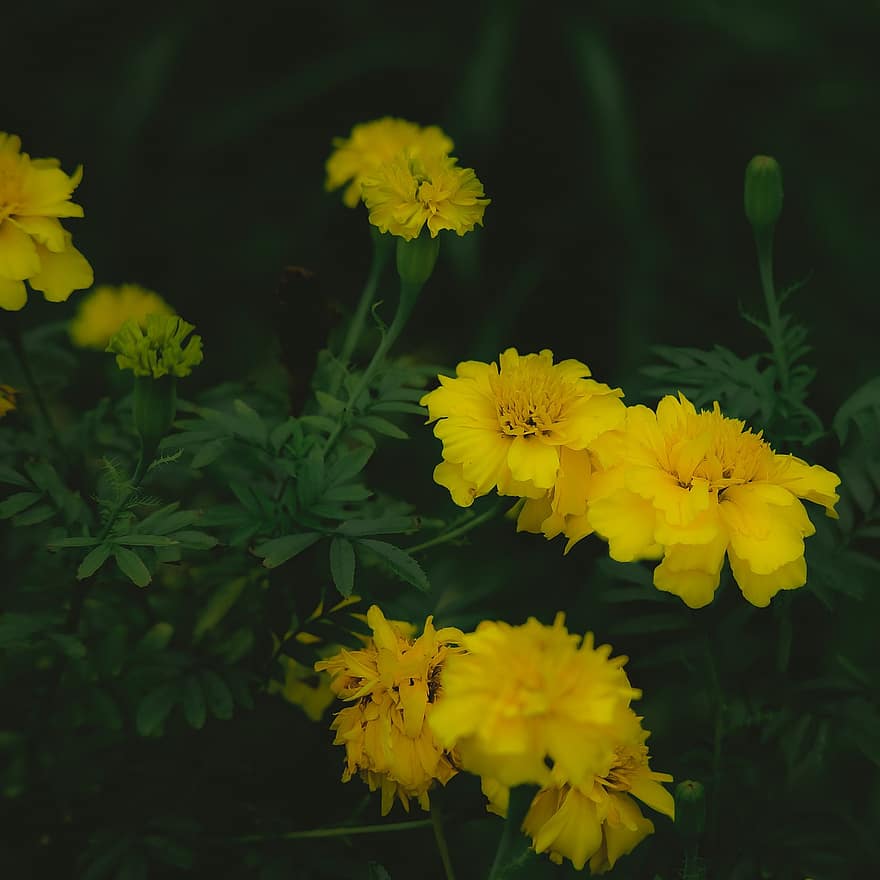 chrysanthèmes, fleurs, jardin, fleurs jaunes, pétales, pétales jaunes, Floraison, fleur, flore, feuilles, les plantes
