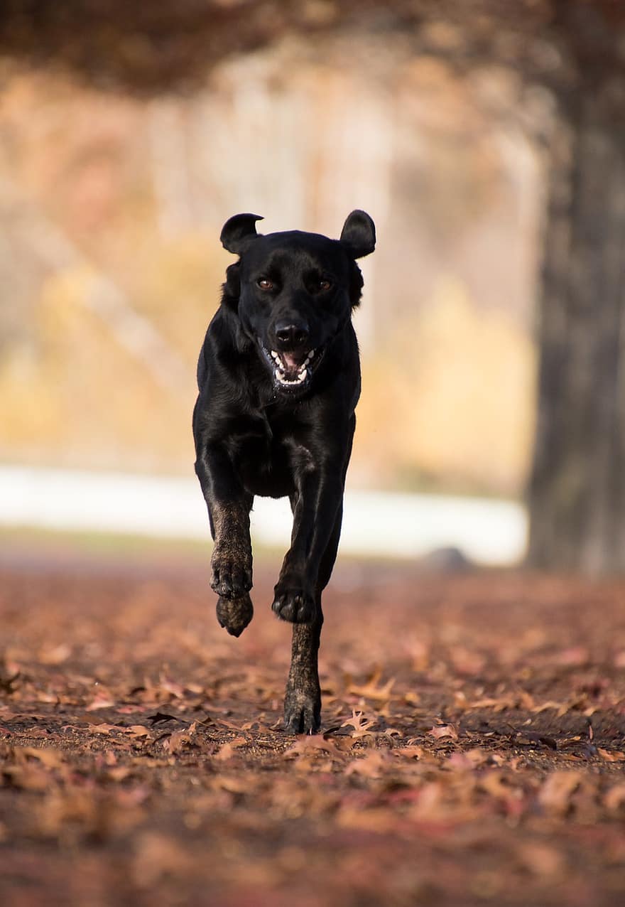 Labradorin noutaja, koira, juoksu, ulkona, labradorinnoutaja, lemmikki-, musta koira, eläin, nisäkäs, kotimainen koira, koiran-