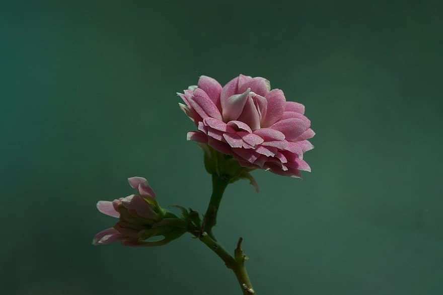 розовые цветы, цветущее растение, сад, цветок, крупный план, завод, лепесток, головка цветка, лист, летом, розовый цвет