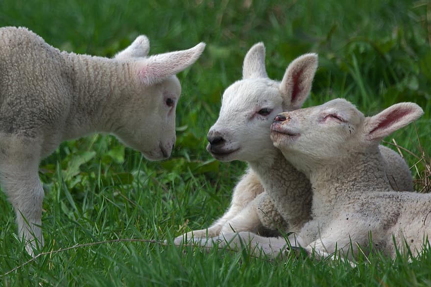 Lambs, Sheep, Grass, Animals, Livestock, England, Durham, Pasture, farm, wool, cute