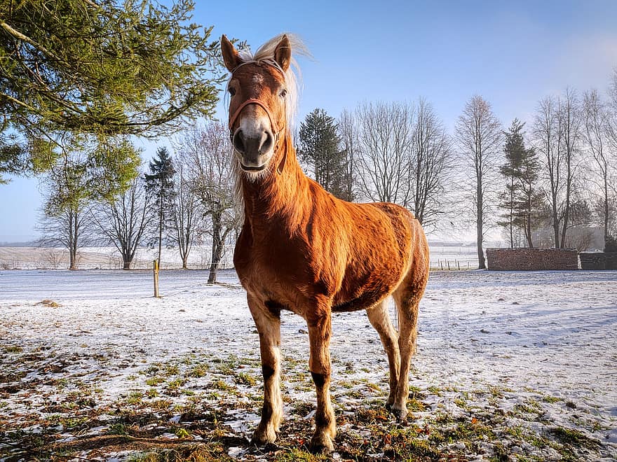 Horse, Paddock, Winter, Snow, Animal, Equine, Mammal, Nature