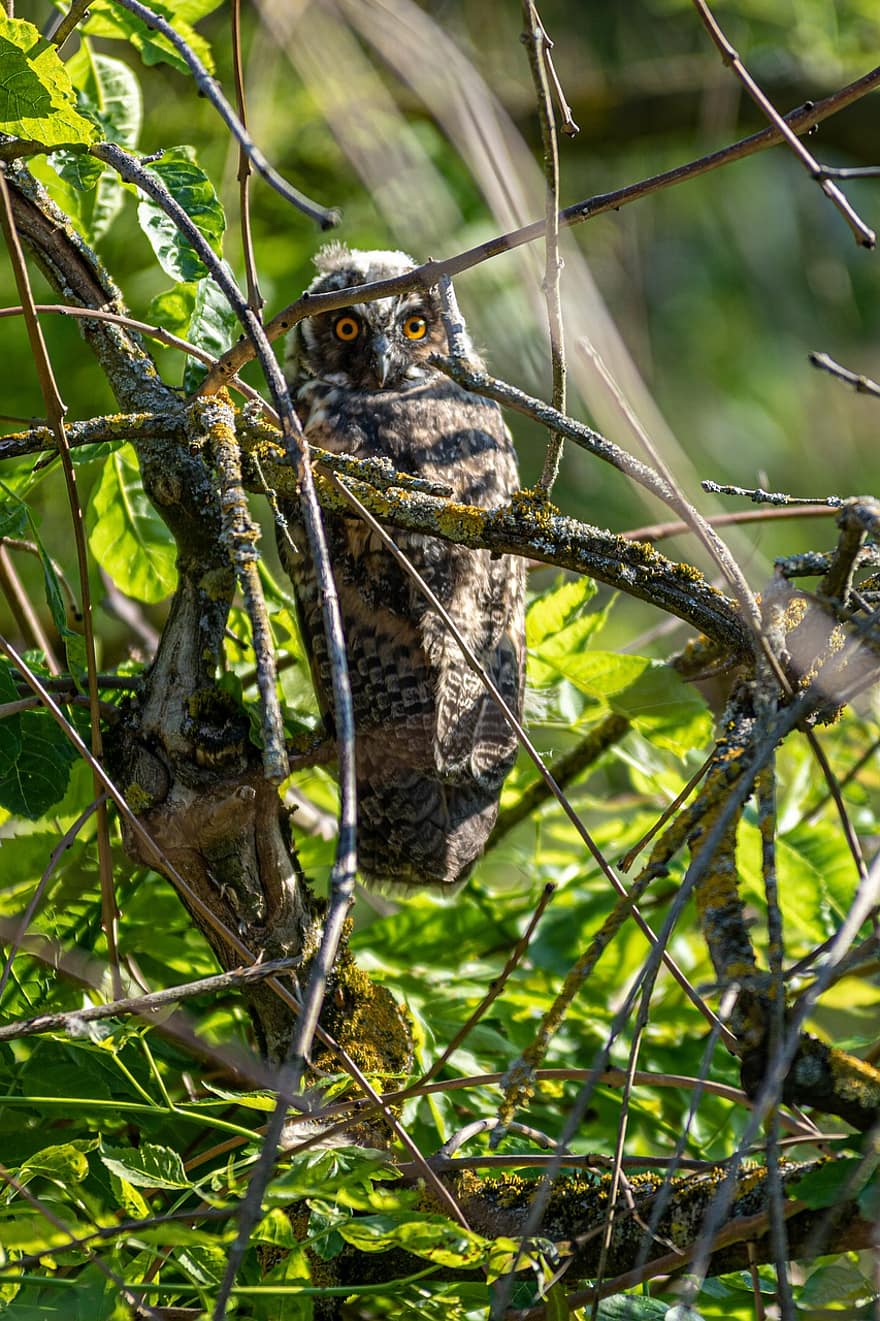 Long-eared Owl, Owl, Bird, Animal, Young Bird, Bird Of Prey, Raptor, Wildlife, Leaves, Perched, Branches