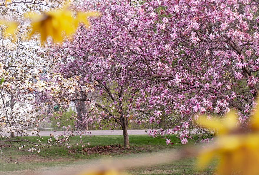 körsbär, träd, blomma, färsk, botanisk, springtime, april, flora, blommig, natur, rosa