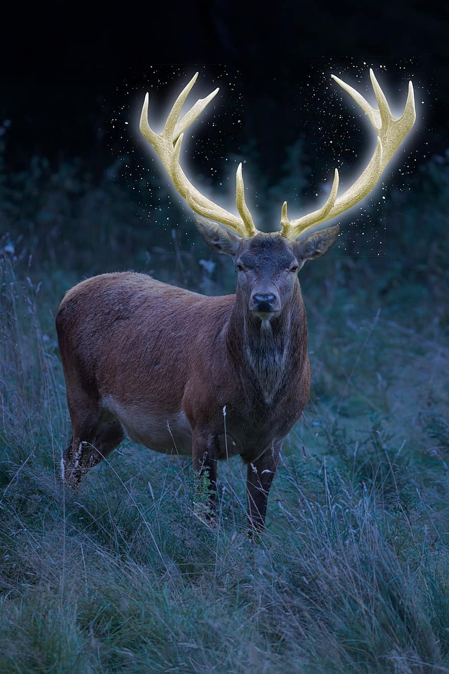 Deer, Antlers, Glowing Stag, Glowing, Stars, Nature, Animal, Mammal, Wildlife, Wilderness, Forest