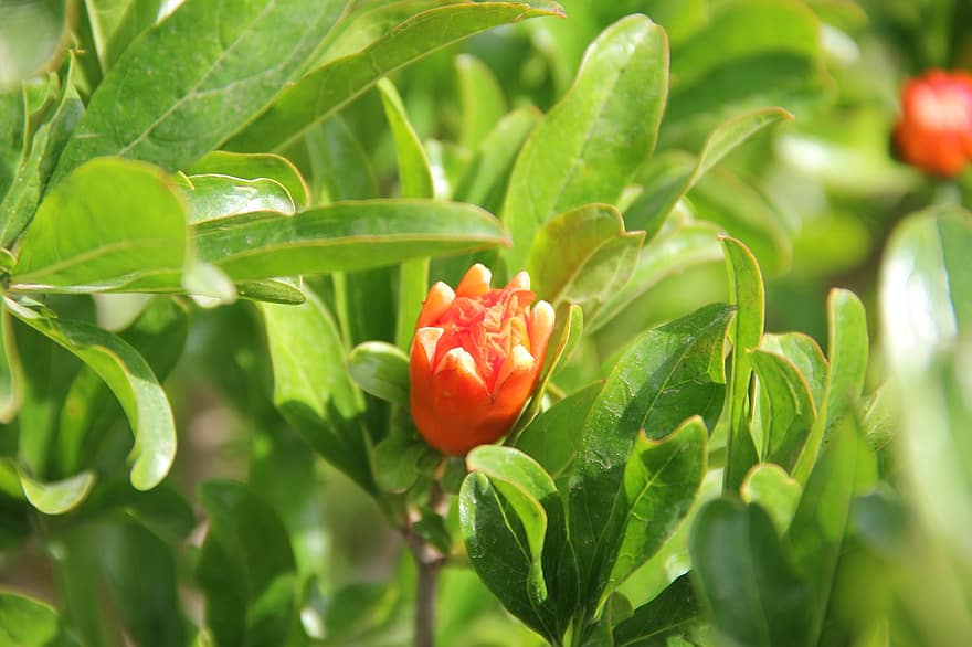 flor de magrana, Magrana, fruita, arbre de magrana, flor, primavera