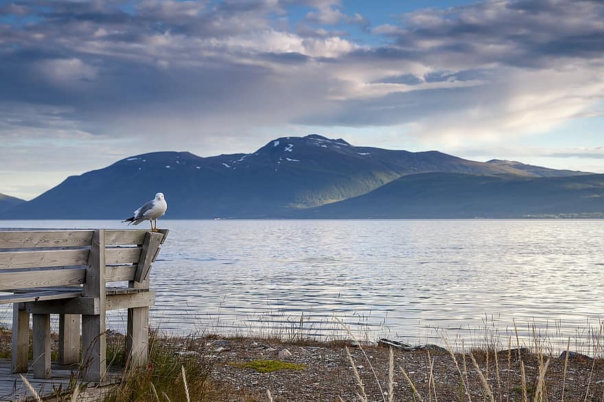 mar, gaivota, Banco, montanha, Noruega, panorama, natureza