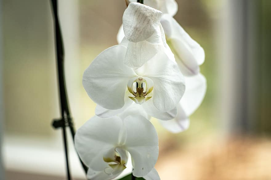 Orchideen, Blumen, weiße Blumen, Blütenblätter, weiße Blütenblätter, blühen, Flora, Pflanze