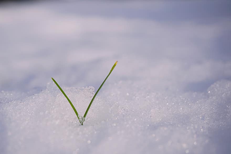 la neve, erba, germoglio, inverno, avvicinamento, sfondi, stagione, macro, freschezza, blu, pianta