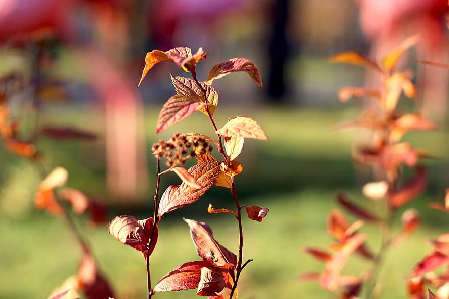 Leaves, Plant, Nature, Autumn, Fall, Season, Colors Of Autumn, leaf, yellow, tree, close-up