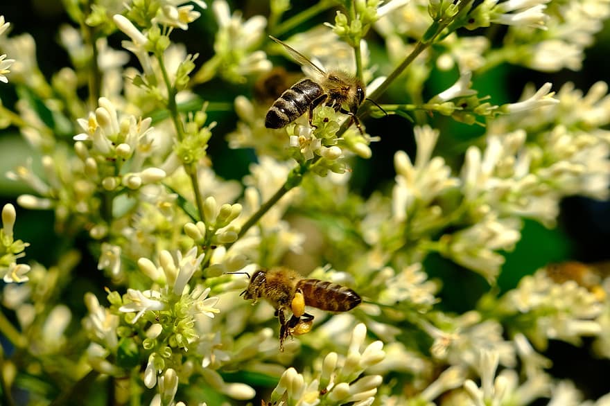 бджіл, комахи, запилюють, запилення, квіти, крилаті комахи, крила, природи, перетинчастокрилі, ентомологія