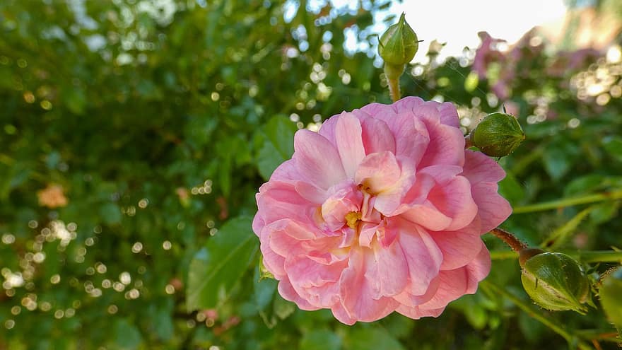 Lily Pons Rose, pakilo, rožinis, gėlė, žiedas, žydi, augalų