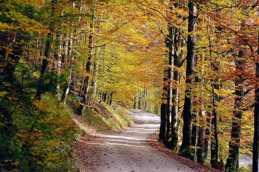 път, гора, есен, падане, дървета, гори, пейзаж, горски път, околност