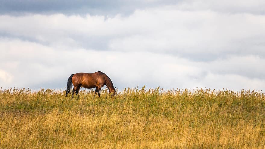 hästar, bete, äng, landskap, himmel, moln, atmosfärisk, sommar, eftermiddag, natur, ensam