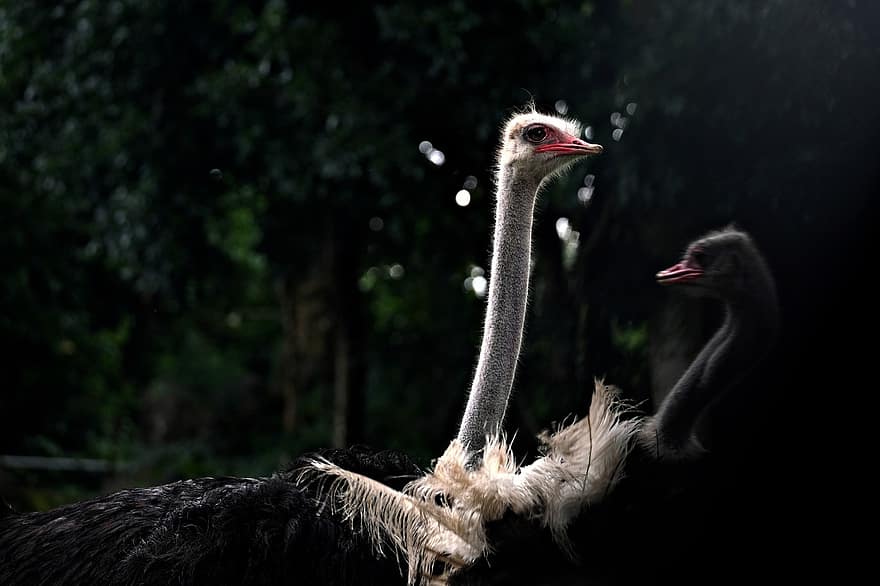 avestruz, pássaro, bico, penas, plumagem, fauna, pena, animais em estado selvagem, África, cabeça de animal, emu
