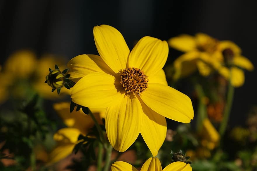 flor, de tres piezas, flor amarilla, planta, pétalos, floración, naturaleza
