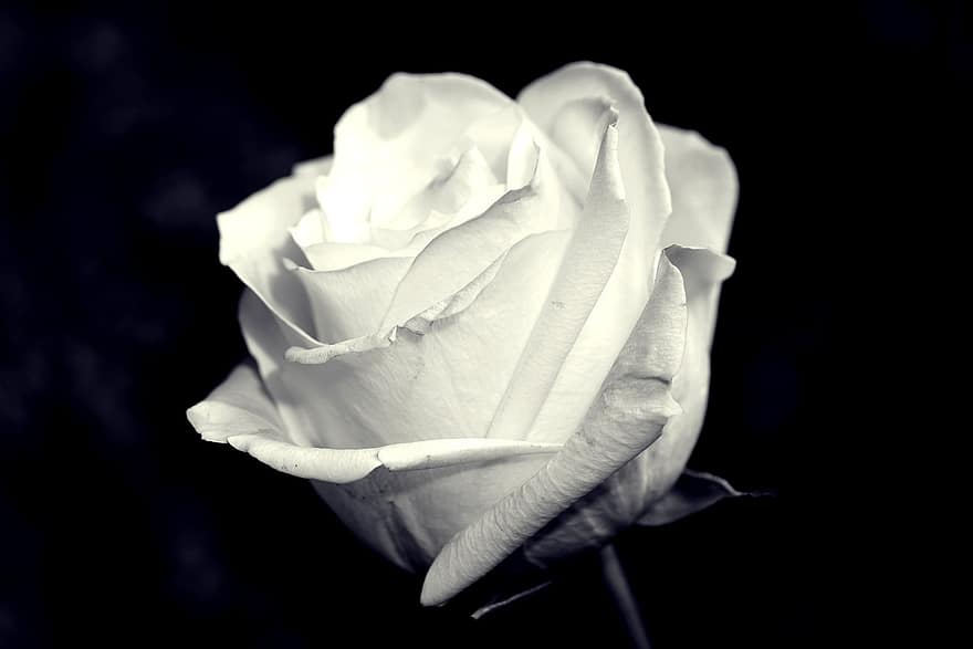 Rose, fleur, rose blanche, fleur de rose, pétales, pétales de rose, Floraison, flore, la nature