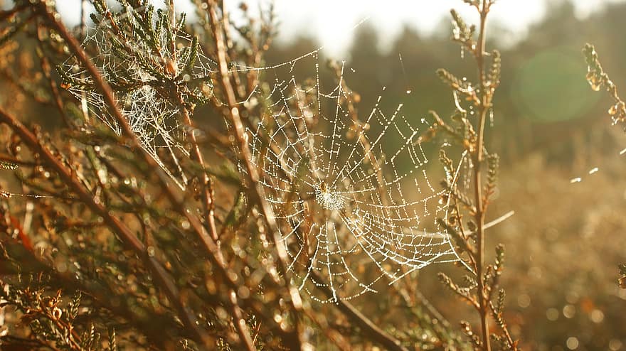 jaring laba-laba, web, laba-laba, bug, serangga, tetes, musim gugur, berkilau, matahari terbit, alam, heather