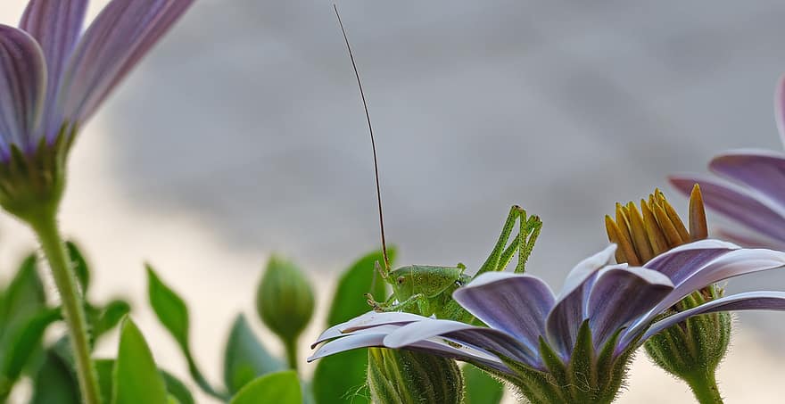 Grasshopper, Insect, Blossoms, Flower, Bloom, Blossom, Entomology, close-up, macro, plant, green color