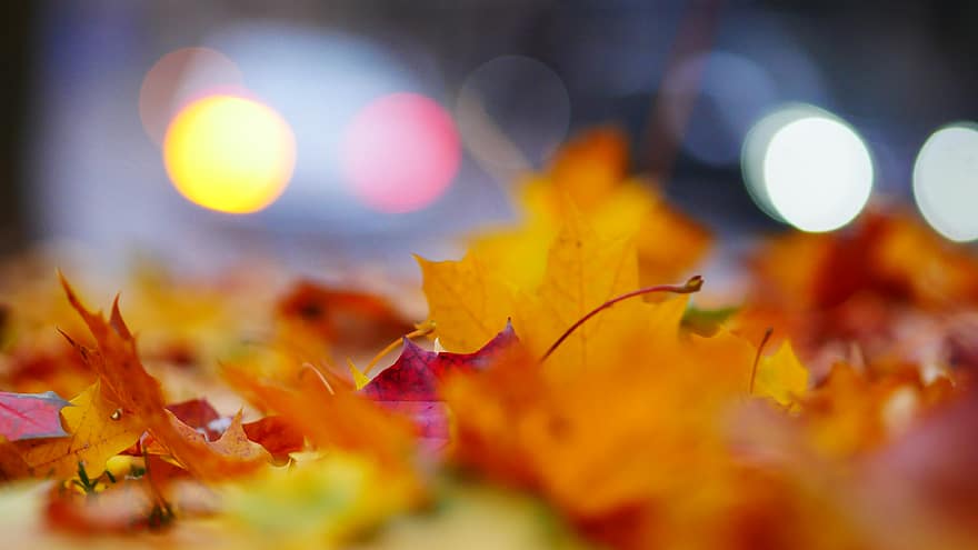 ruduo, lapai, fonas, rudenį, pobūdį, Įvairūs, padėkos, Helovinas, sezoninis, klevo, medis