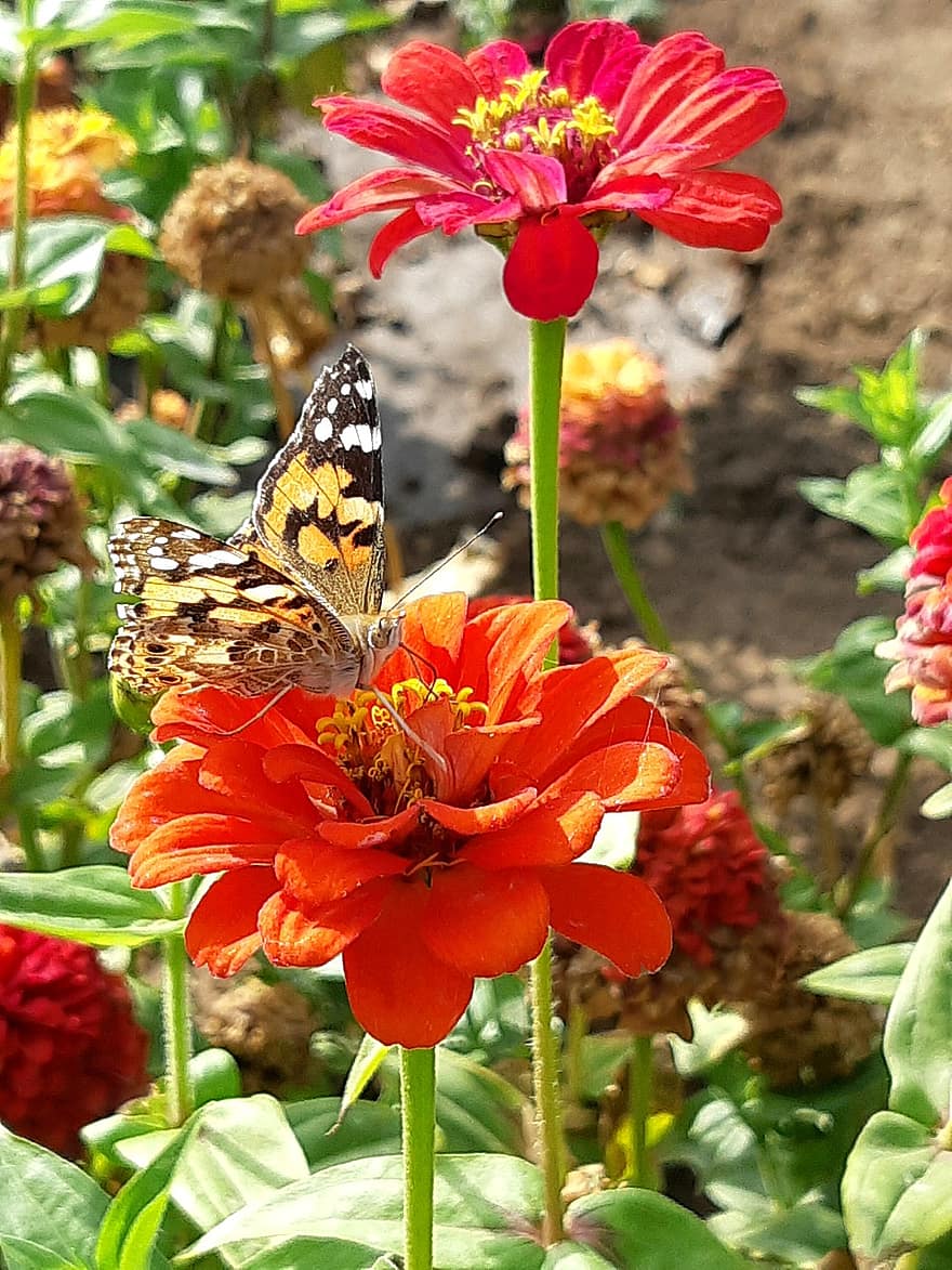 Nature, Flowers, Butterfly, Insect, Animal, Pollination, Zinnia, Bloom, Blossom, Flowering Plant, Ornamental Plant