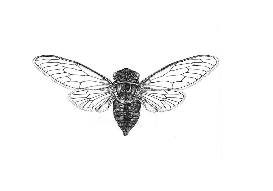 muchówki, insectă, animale, zbor, natură, cerneală