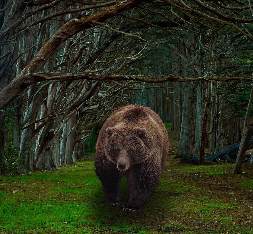 ours, les bois, sentier, région sauvage