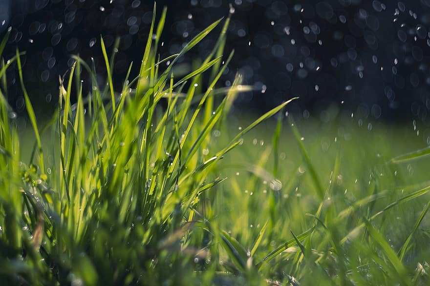 pavasaris, žolė, lietus, žalias, rasa, vandens lašai, pobūdį, lauke, pievos, veja, žalia spalva