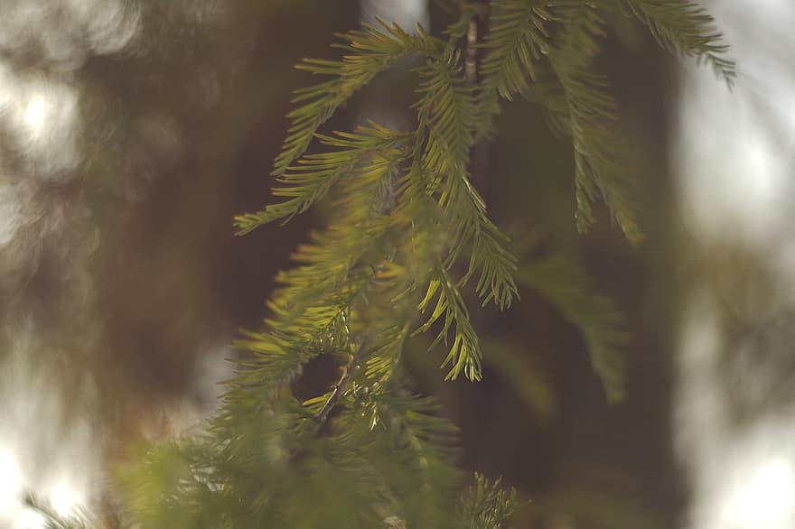 Bald Cypress, Cedar, Nature, Taxodium Distichum, Trees, tree, branch, leaf, forest, green color, close-up