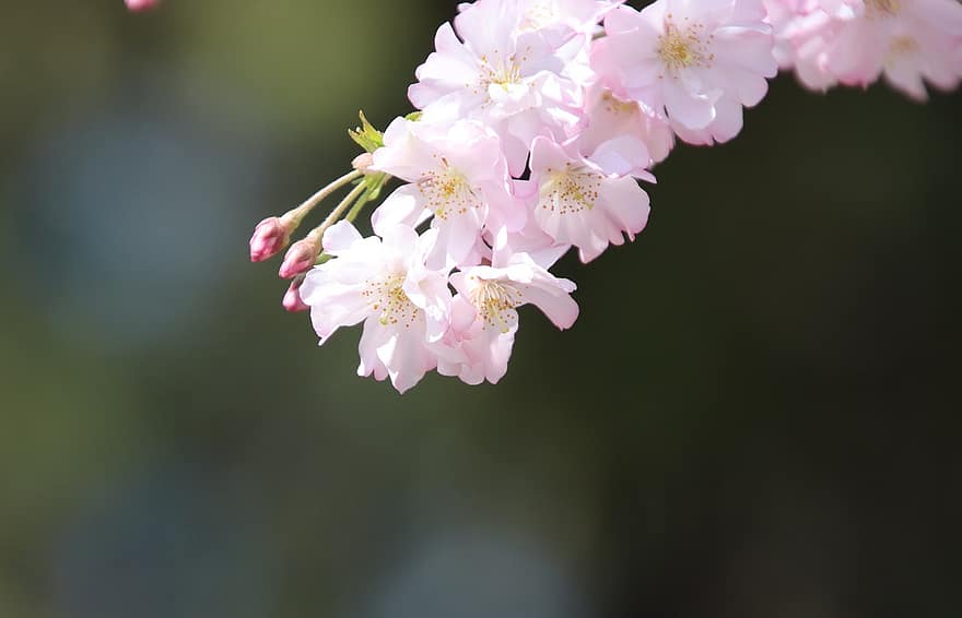 kirsikankukkia, kukat, kevät, sakura, kasvisto, kirsikkapuu, kevätkausi, vaaleanpunaiset kukat, kukinta, kukka, haara