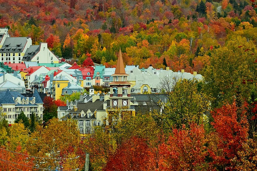 Skov, efterår, by, rejse, udforskning, sæson, blad, gul, multi farvet, træ, arkitektur