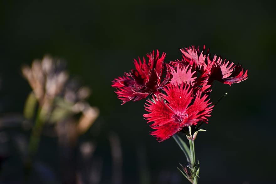 China Pink, Flowers, Plant, Dianthus, Rainbow Pink, Red Flowers, Petals, Bloom, Garden, Nature