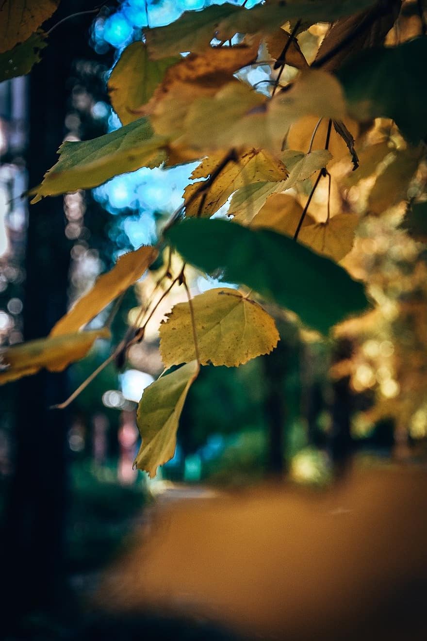 шума, есен, дървета