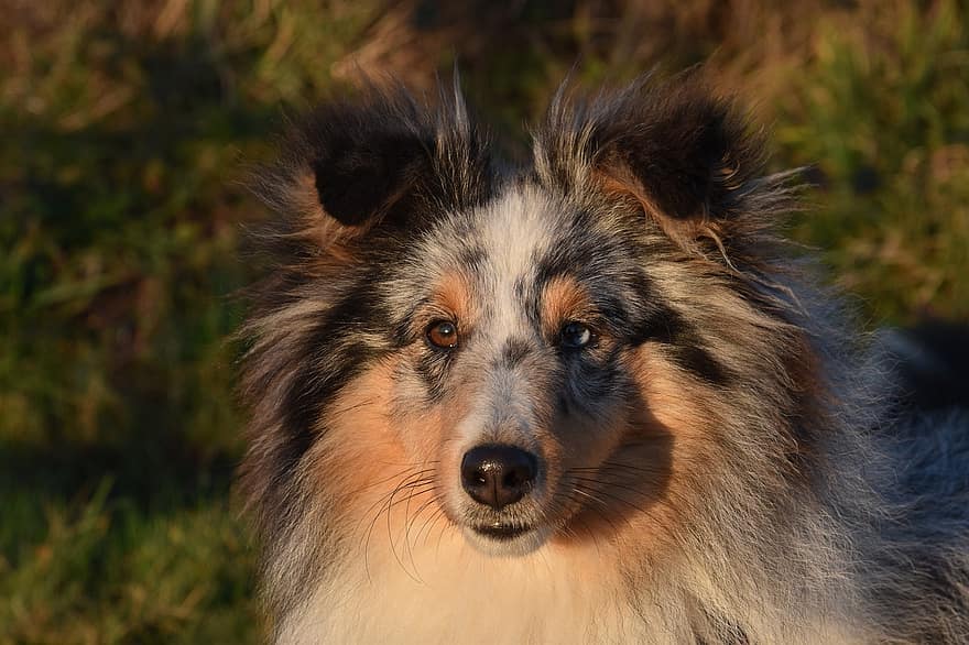 hund, hunde, Sheyland Shepherd, profil, lang næse, kæledyr, renraset hund, shetland sheepdog, nuttet, husdyr, hyrdehund