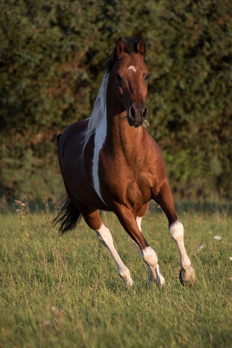 kuda, berlari, berlari kencang, kuda berlari, mamalia, hewan, mengendarai, berlari kecil, gerakan, kuda coklat, padang rumput