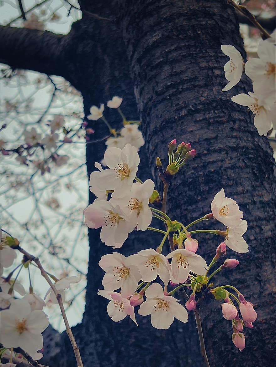 třešňové květy, květiny, Japonsko, květy, sakura, Rybník Shinobazu, Tokio, stromy, ueno park, Příroda