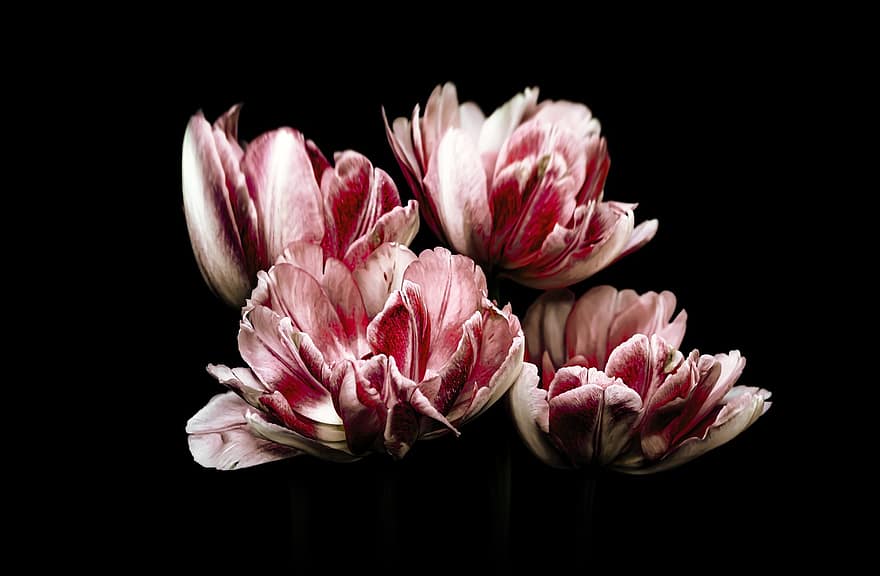 blomster, tulipaner, botanik, flor, kronblade, natur, forår blomster, blomstre, tulipanblomst, vækst, makro