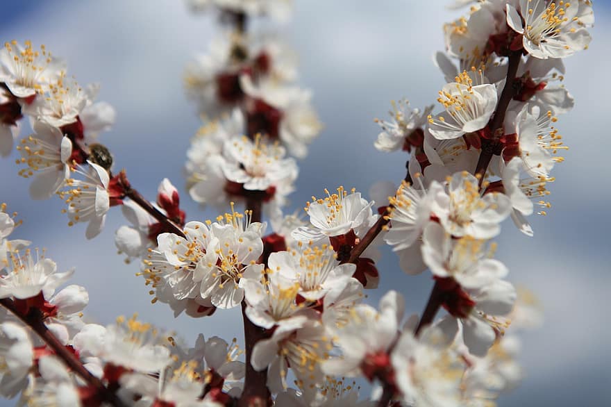 sakura, bloemen, de kers bloeit, witte bloemblaadjes, bloemblaadjes, bloeien, flora, lente bloemen, natuur, dichtbij, lente