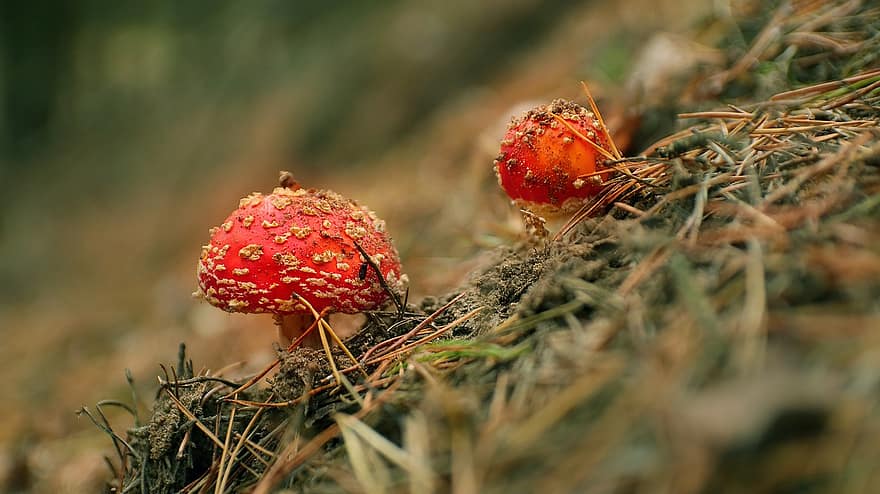 Mushrooms, Fly Agaric, Fungi, Fly Amanita, Red Mushrooms, Toadstools, Forest Floor, Forest, Nature, Fall, Autumn