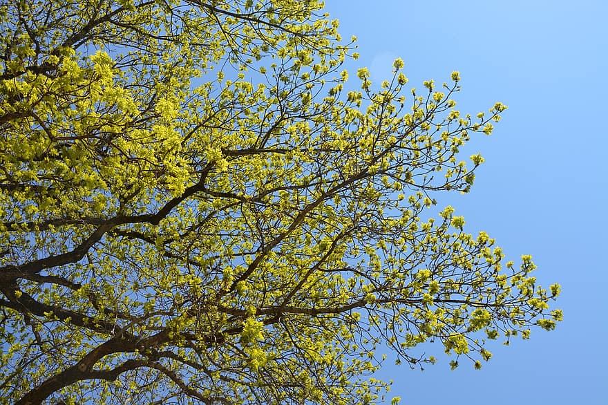 árvore florida, Ramos de árvore, céu azul, folhas, natureza