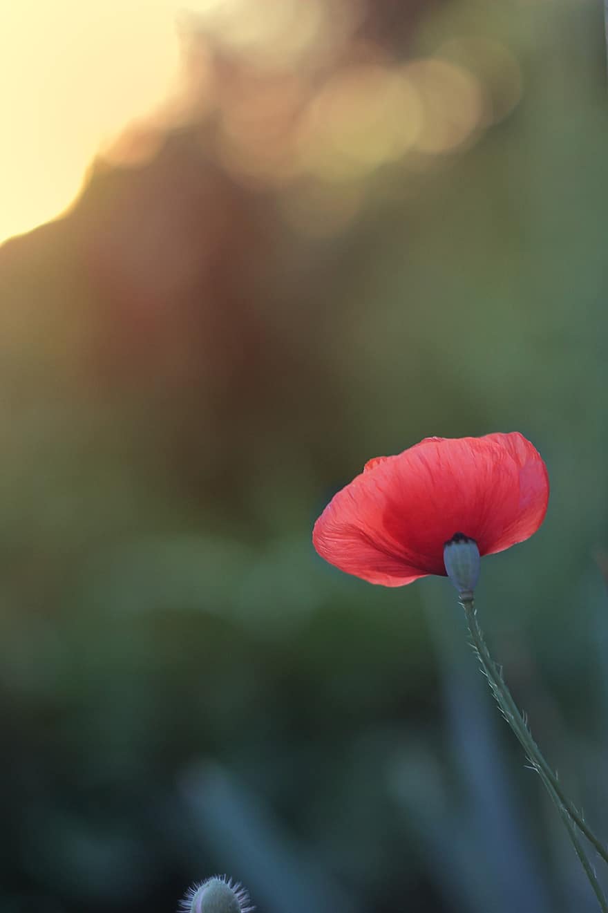 Flower, Poppy, Nature, Bloom, Blossom, Botany, Plant, summer, close-up, meadow, petal