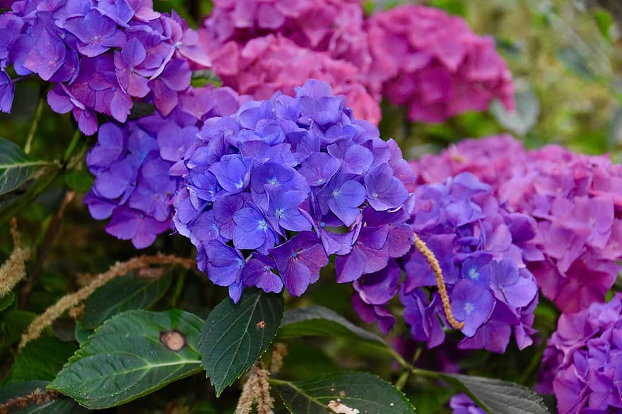 bunga-bunga, bunga, hydrangea, hydrangea blue pink, alam, tanaman, kelopak, taman