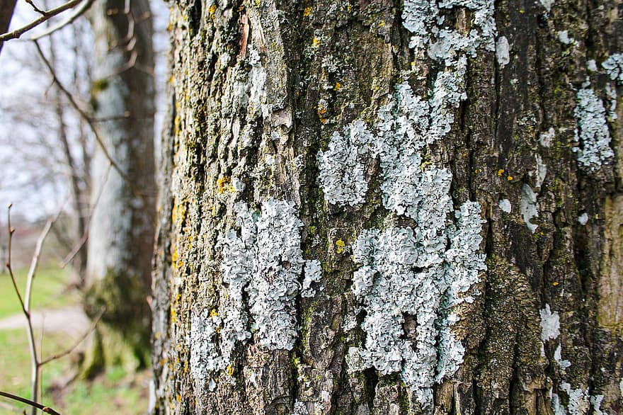 lichen, latra, trompă, Buturuga, mușchi, copac, plantă, natură, Lichenul anului 2021