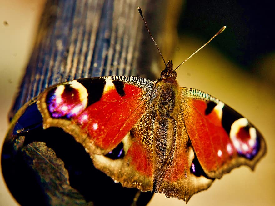 कीट, तितली, कीटविज्ञान, क्लोज़ अप, मैक्रो, बहु रंग का, पशु का पंख, Lepidoptera, भंगुरता, पीला, पशु एंटीना