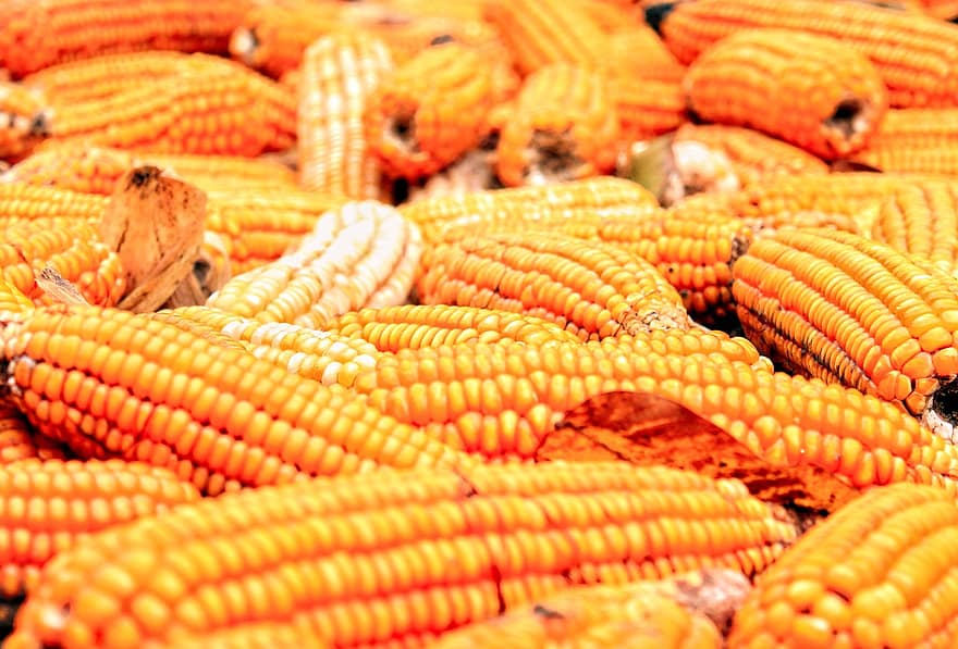 maïs, maïskolven, voedsel, produceren, maïskorrels, graankorrel, gezond, oogst, biologisch, groente